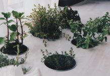 The secrets to growing herbs indoors herbs
