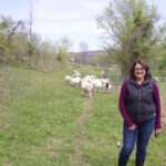 Criswell aims to improve St. Croix sheep breed, flock at Melwood Farm A woman standing in front of a flock of sheep