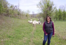 Criswell aims to improve St. Croix sheep breed, flock at Melwood Farm A woman standing in front of a flock of sheep