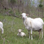 Online course to cover sheep management and production Melwood Farm