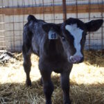 Managing the challenges and opportunities of dairy beef cross calves A calf in a barn.