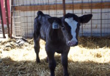 Managing the challenges and opportunities of dairy beef cross calves A calf in a barn.