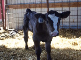 Managing the challenges and opportunities of dairy beef cross calves A calf in a barn.