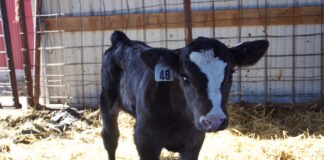 Managing the challenges and opportunities of dairy beef cross calves A calf in a barn.