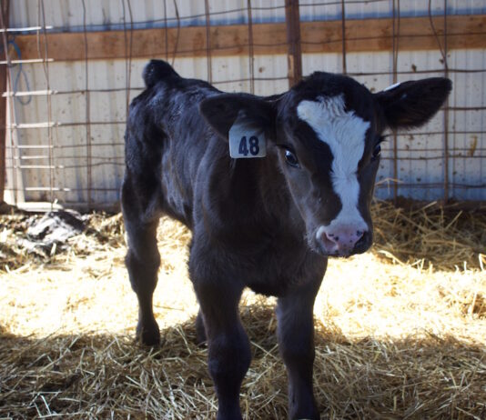 Managing the challenges and opportunities of dairy beef cross calves A calf in a barn.