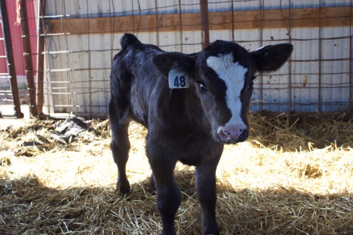 A calf in a barn haley farms west salem A calf in a barn.