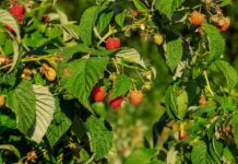 How to plant raspberry bushes raspberry bush
