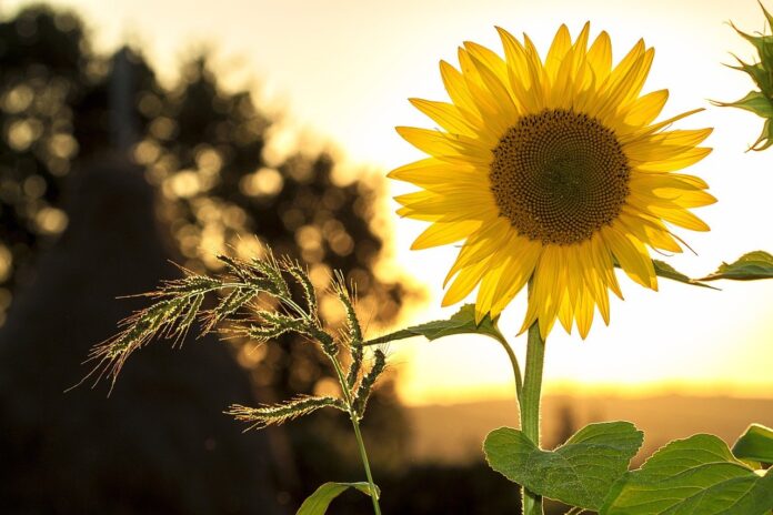 sunflower