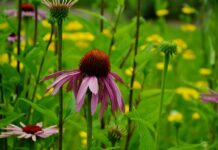 How to plant wildflowers in Ohio coneflower