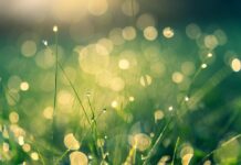 Spring has finally sprung for May Day meadow