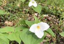 Spring surprises await along wooded trail large flowered white trillium