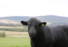 Historic Angus herd recognized in Ohio angus bull