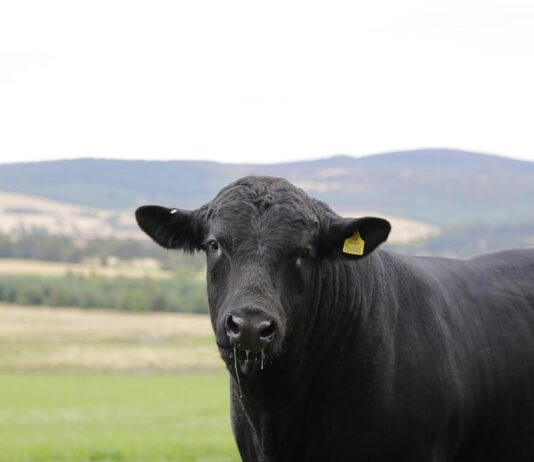 angus bull