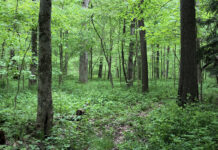 Roam amongst ancient creatures close to home Hellbender Bluff Park