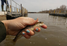 Restoring Lake Erie’s once-prolific lake trout lake trout