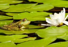How to plant a wildlife buffer around a pond frog on lilies