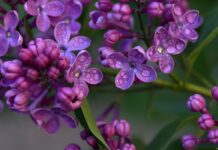 Beauty always finds a way lilac