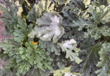 How to protect vining vegetables from powdery mildew powdery mildew on zucchini