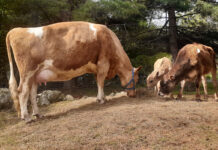 New livestock help livestock guardian dogs learn cows