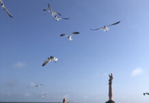 Geiss family gets close to nature on relaxing beach vacation North Carolina's Outer Banks