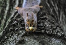How to enhance wildlife habitat on your property squirrel