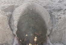 Loggerhead sea turtles face many challenges loggerhead sea turtle