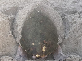 loggerhead sea turtle
