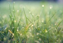 Natural lawns are healthier, more sustainable grass