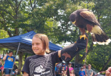 Beaver Creek to hold Fall Festival Sept. 16 and 17 Sedosa the Harris's hawk