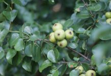 How to find and forage for wild Ohio pears wild pear