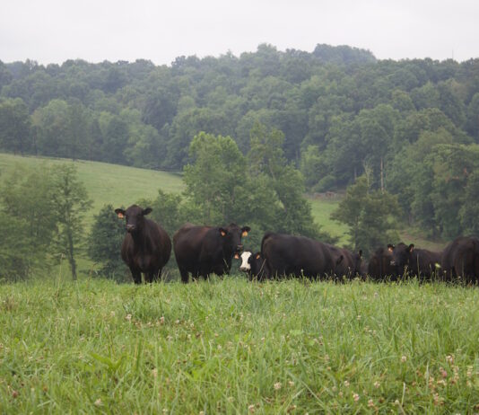 beef cattle in a field