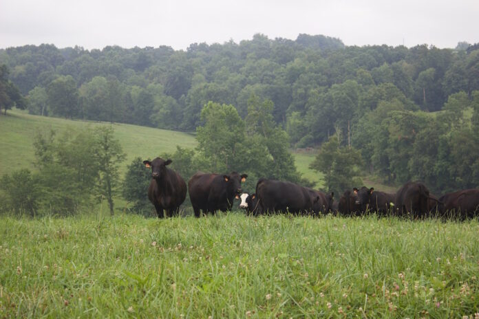 beef cattle in a field