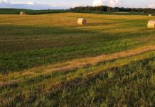 What’s your baled forage worth? hay bales