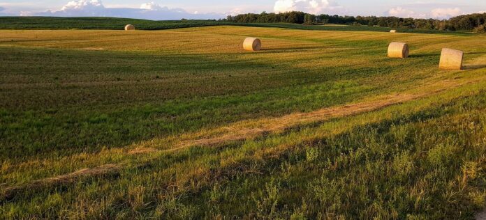 hay bales