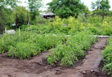 Soaking in those summer salad days country house