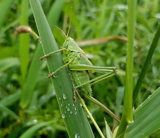 The essential guide to mineral supplementation for grazing livestock grasshopper