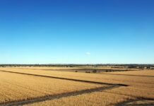 The red hot hounds of summer are still on the loose crop fields