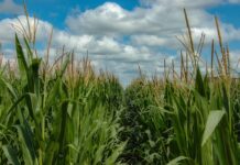 Conflicting market news, uncertain markets corn