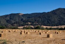 The hayin’ crew hay