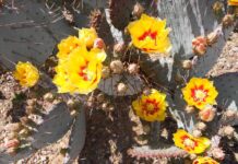 How to treat sunburns with native plants in the Midwest prickly pear