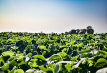 Crop conditions, Ukraine news dominate trading soybean field