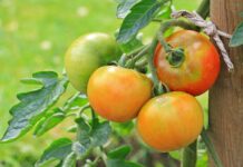 Pick tomatoes at the right time to maximize harvest tomatoes