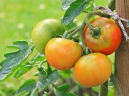 Pick tomatoes at the right time to maximize harvest tomatoes