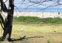 Exploring Maumee Bay State Park wetlands great egret