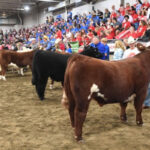 Thousands raised for Ronald McDonald House at steer show Dean's Charity Steer Show