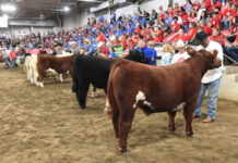 Thousands raised for Ronald McDonald House at steer show Dean's Charity Steer Show