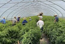 Eighth annual organic farming conference set for Nov. 9 and 10 Tomato tunnel
