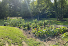 How to amend your garden soil for next season garden