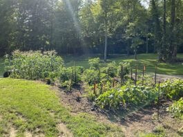 How to amend your garden soil for next season garden