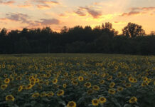 Flowers can be both beautiful and beneficial sunflowers